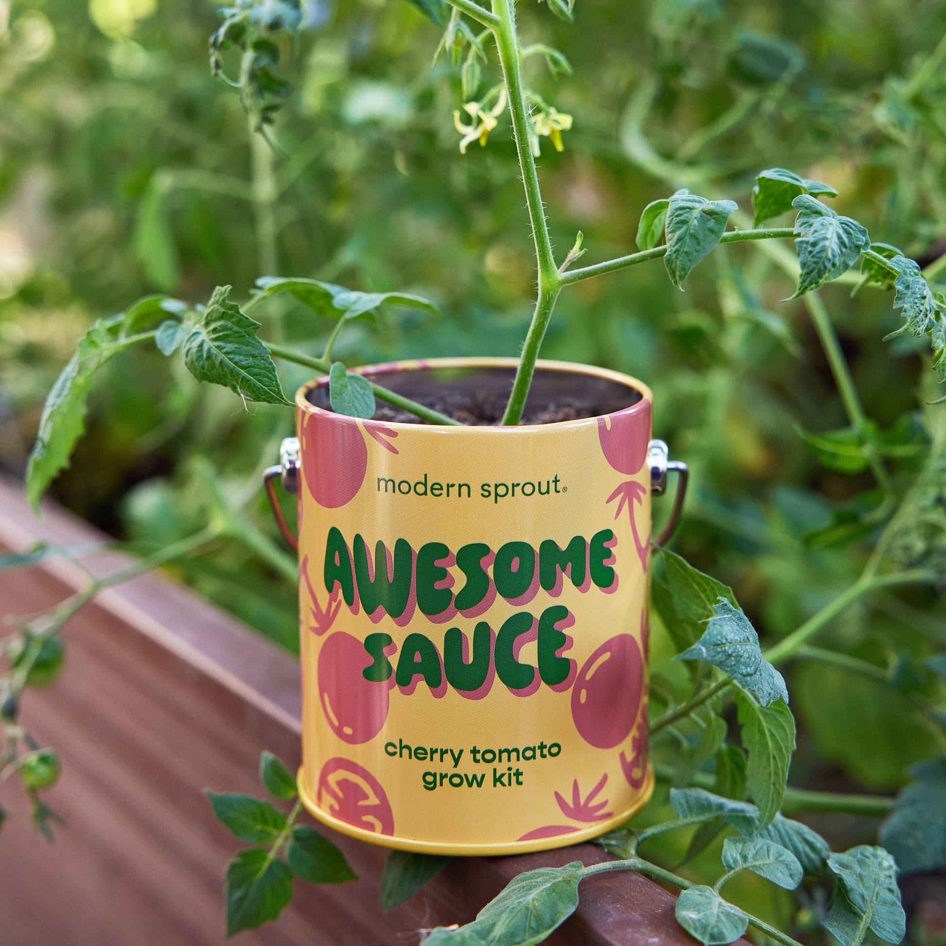 Color Grow Kits - vibeboxshop