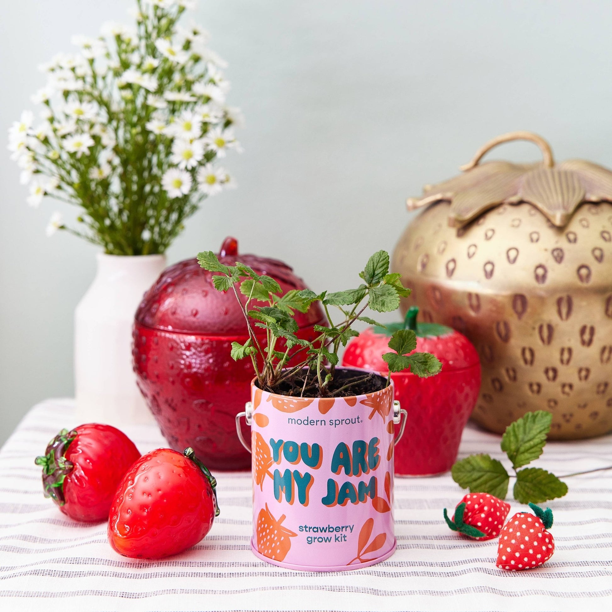 Color Grow Kits - vibeboxshop