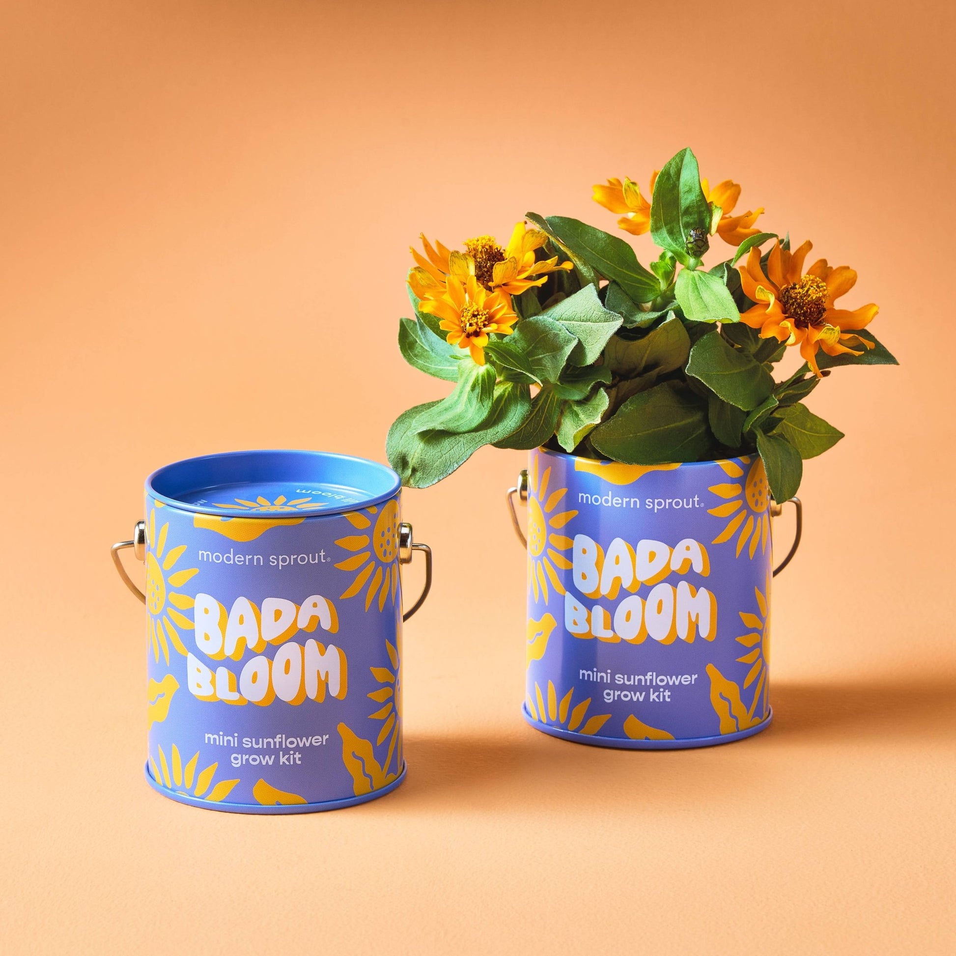 Color Grow Kits - vibeboxshop