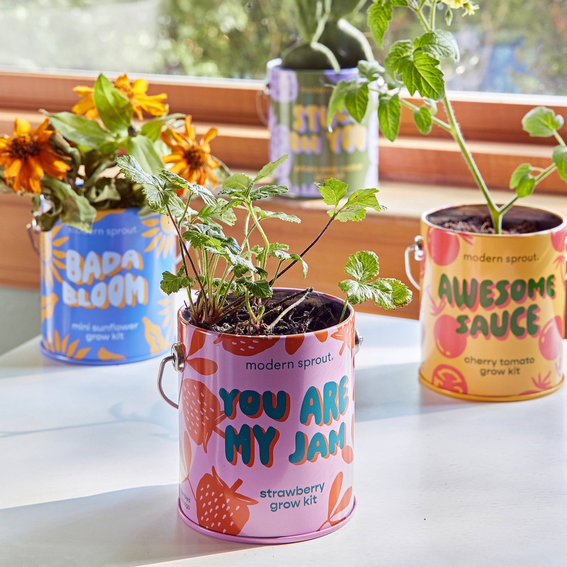 Color Grow Kits - vibeboxshop