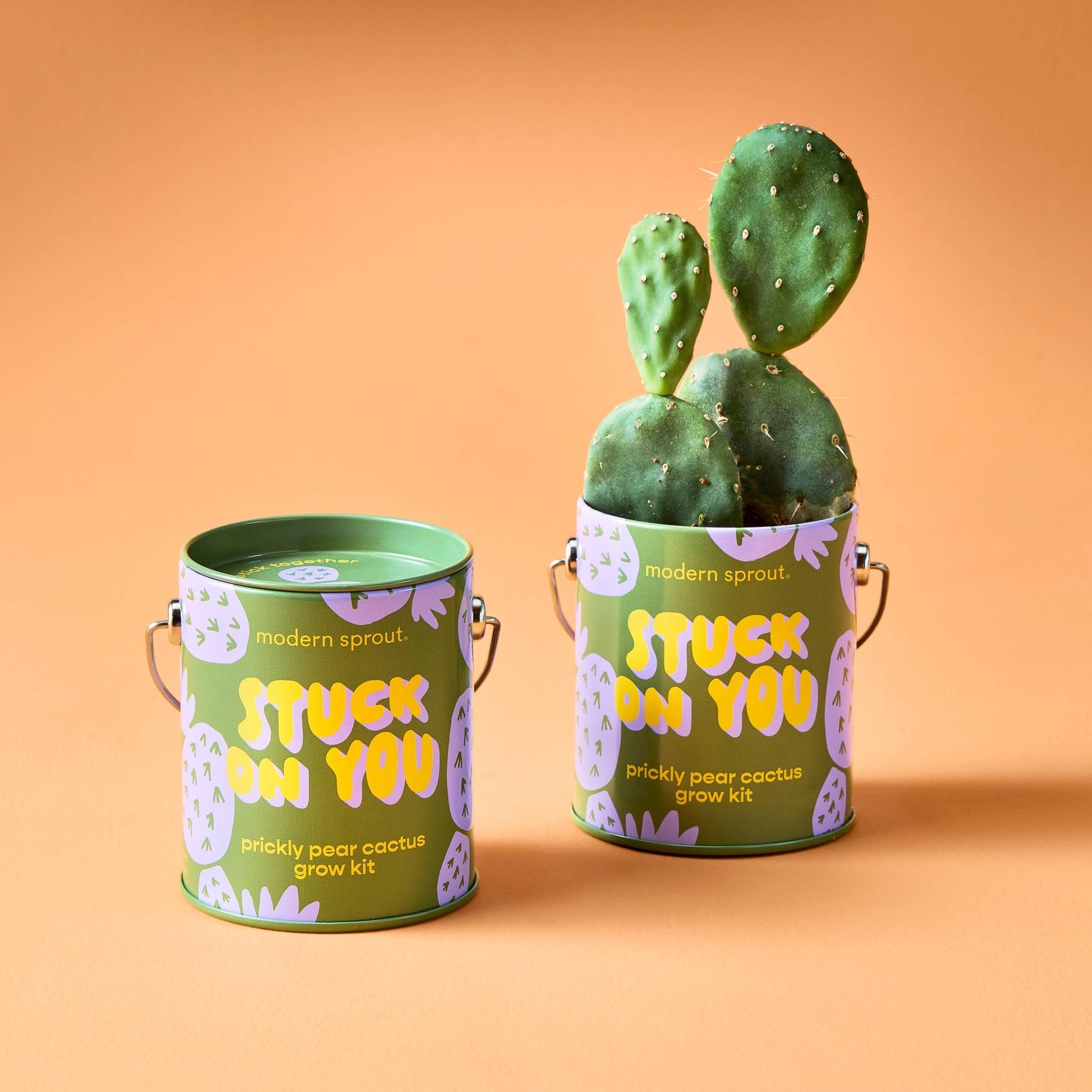 Color Grow Kits - vibeboxshop