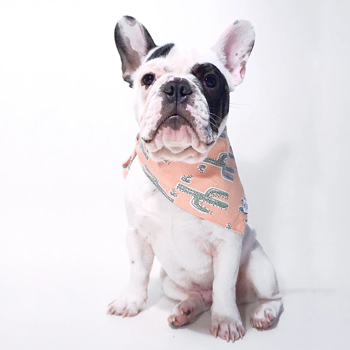 Cactus Garden Dog Bandana